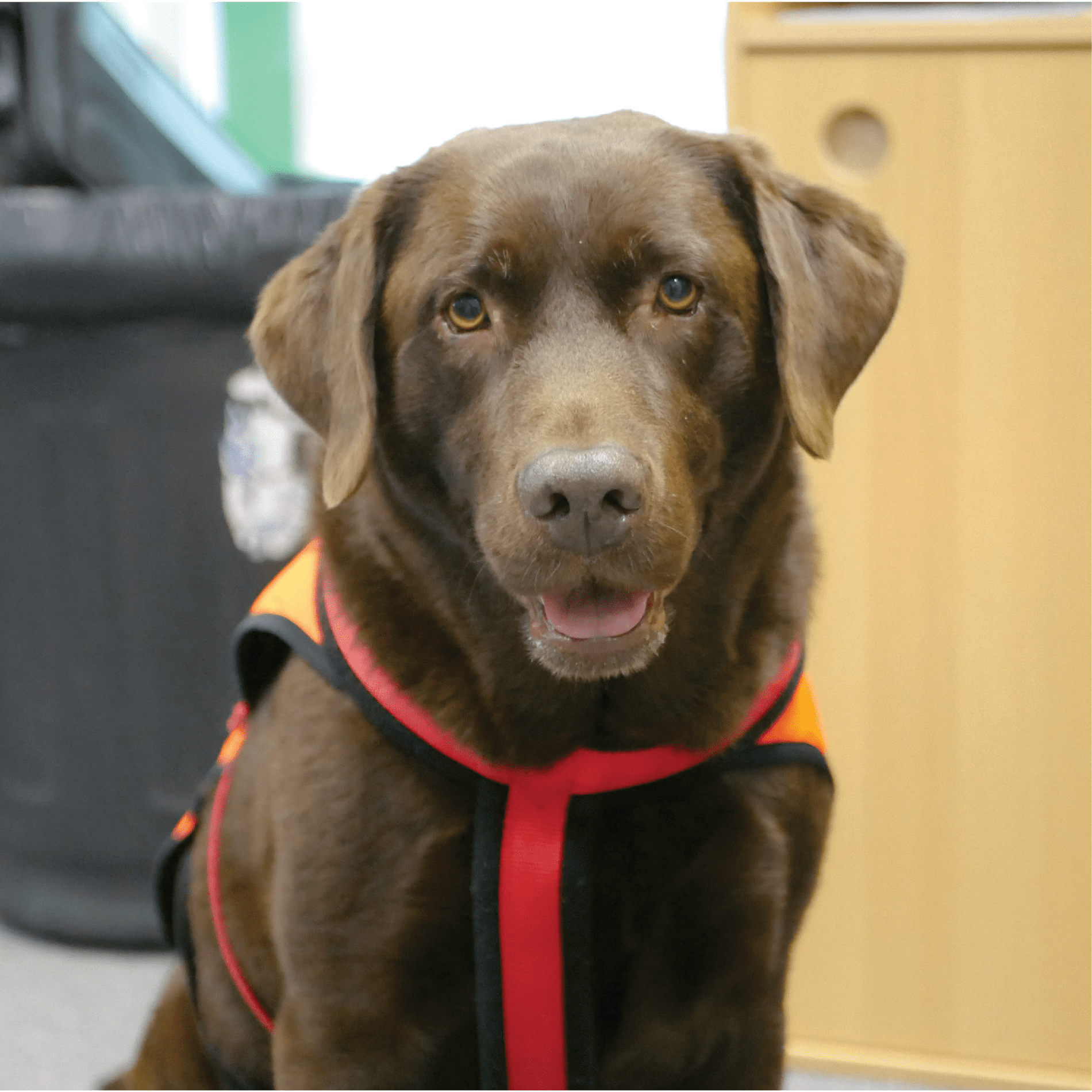 Harley the dog mentor at shorne primary school